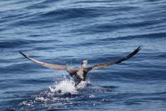 Juvenil de (Orus bassanus) ©CEMMA