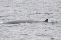 Lomo del rorcual tropical (Balaenoptera brydei) ©SECAC