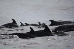 Manada de (Tursiops truncatus) ©CEMMA