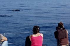 CEMMA observers taking pictures for future photo-identification during a long finned pilot whale sighting ©CEMMA