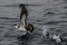 Pardela capirotada (Puffinus gravis) ©CEMMA
