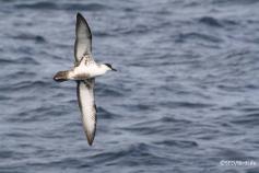Pardela capirotada (Puffinus gravis)
