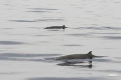 Pareja de zifios de Cuvier (Ziphius cavirostris) ©SECAC