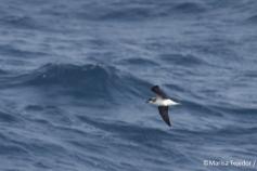 Fea´s petrel (Pterodroma feae.) ©Marisa Tejedor / SECAC