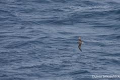 Fea´s petrel (Pterodroma feae.) ©Marisa Tejedor / SECAC