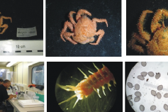 Proceso de fotografiado de las muestras ©IEO