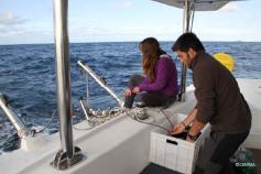 Picking up the trawl hydrophone ©CEMMA