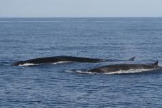 Rorcual común madre y cría / Fin whale mother and baby (Balaenoptera phylasus) ©CIRCE/ALNITAK