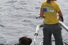 Marisa Tejedor, responsable de la campaña, con la ballesta intentando obtener una biopsia. Leire Ruiz y Mercedes Reyes, parte del equipo técnico tomando imágenes de diferentes especies ©SECAC