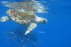 Efecto oasis de una tortuga boba en aguas del Seco de los Olivos © Alnitak