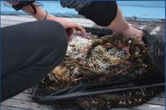 Tortuga boba (Caretta caretta) enmallada en un amasijo de cabos y redes ©SECAC