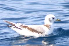 Gaviota tridactila / Kitiwake (Rissa tridactila) ©ALNITAK