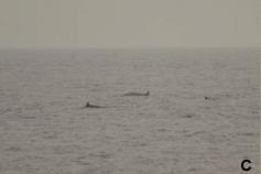 Zifios de Cuvier (Ziphius cavirostris) ©CEMMA