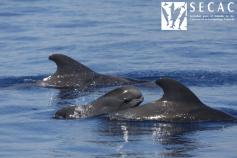 Calderones tropicales (Globicephala macrorhynchus) con neonato ©SECAC