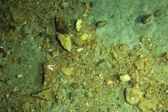 Chimeneas de Cádiz Campaign - October 2011 - IEO