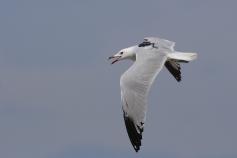Gaviota de audouin con GPS © SEO/BirdLife Juan Becares