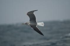 Gaviota sombría (Larus fuscus) © SEO/BirdLife - Juan Bécares