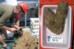 Gazúl sampled ©IEO