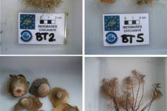 Different species taken from the beam trawl close to the Volcán de Fango Gazúl ©IEO