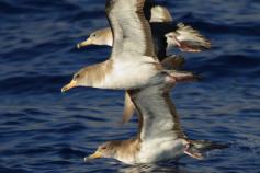 Pardela cenicienta / Cory's shearwater (Calonectris diomedea) ©Beneharo Rodriguez SEO/BirdLife