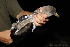 Un ejemplar de pardela cenicienta (Calonectris diomedea) marcado con un emisor GPS ©Juan Becares / SEO BirdLife