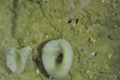 Campo de esponjas de la especie (Asconema setubalense) que se concentran en gran abundancia en algunas caracterizas por las expulsiones de metano. Sorprende observar cómo se adaptan a la zona los decápodos de la especie (Meganyctiphanes norvegica) que enc