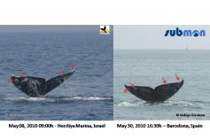 Ballena gris/Grey whale (Eschrichtius robustus) ©SUBMON