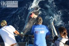 Zifio de gervais rescatado por el equipo de la SECAC ©SECAC