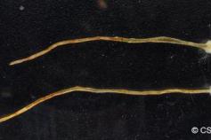 Especie de protozoo descubierta por OCEANA y el CSIC