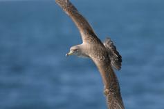Pardela cenicienta (C) SEO/Jose María Arcos