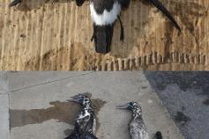 Alcatraces (M. bassanus) y paíño común (H. pelagicus) recogidos en el puerto ©SECAC