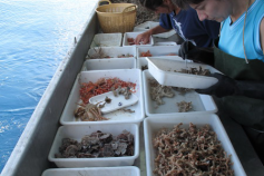 Triado (C) IEO-Alberto Serrano