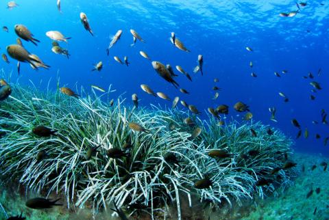 Banco de castañuelas sobre pradera de Posidonia oceanica / Shoal of blue damselfish over posidonia seabed ©Juan Cuetos/OCEANA