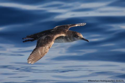 Pardela balear (Puffinus mauretanicus) ©Beneharo Rodriguez / SEO BirdLife