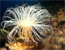 Imagen de un ceriantario en el fondo marino