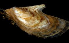Pajarita / Wing-oyster (Pteria hirundo) ©Pablo J. López González/ICM-CSIC