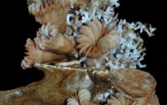 Colonia de corales / Corals colony ©Pablo J. López González/ICM-CSIC