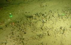 Impacto sobre los fondos del Cañón de Creus debido a acciones antrópicas / Impacts in the Cañon de Creus sea bottom due t