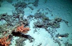 Arrecife coral / Coral Reef ©Francisco Sanchez/ECOMARG-IEO