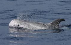 Calderón gris / Risso´s dolphin (Grampus griseus) ©SECAC