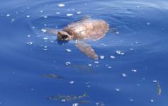 Tortuga boba / Loggerhead sea turtle (Caretta caretta) ©SECAC