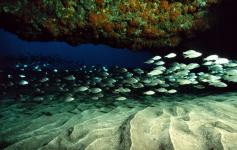 ©Carlos Suárez/WWF España