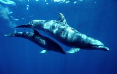 ©Carlos Suárez/WWF España