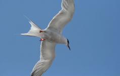 Charrán común / Common tern (Sterna hirundo) ©CEMMA