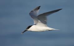 Charrán patinegro / Sandwich tern (Sterna sandvicensis) ©Beneharo Rodríguez/SEO BirdLife