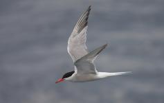 Charrán común / Common tern (Sterna hirundo) ©Beneharo Rodríguez/SEO BirdLife