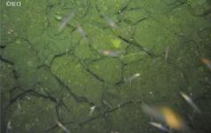 Enlosados de carbonatos autigénicos / Hábitat 1180 ©IEO