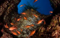 Grupo de cardenales /Group of cardinal fishes (Apogon imbertis) ©OCEANA/Carlos Suarez