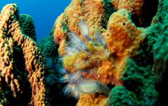 Esponjas / Sponges (Ircinia fasciculata) y Ascidias / Tunicates (Calvellina dellavallei) ©OCEANA/Juan Cuetos