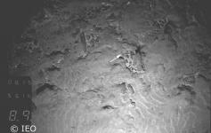 Los fondos blandos pueden encontrarse en zonas algo alejadas de los puntos de emisión de gases y, en consecuencia, de formación de chimeneas y enlosados. Su biodiversidad es algo más pobre, a tenor de la que se observa en la foto, pero representan el hábi